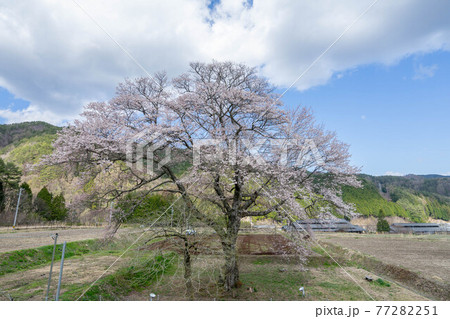 御所桜 77282251