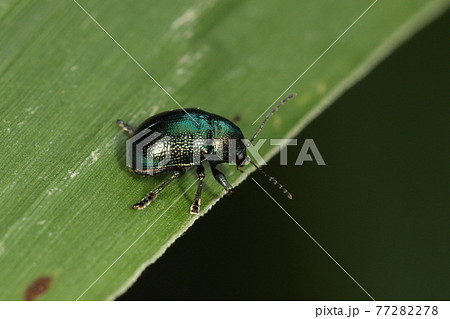 生き物　昆虫　オキナワイモサルハムシ、体色は変異がありこの個体はメタリックグリーン 77282278
