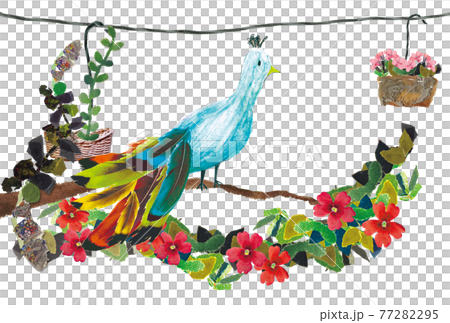 孔雀棲息在樹枝上 孔雀棲息在樹枝上 77282295