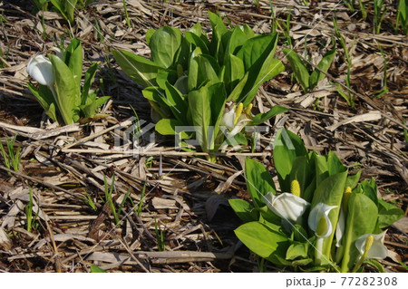 ソフトクリームのような水芭蕉 ソフトクリームのような水芭蕉 77282308