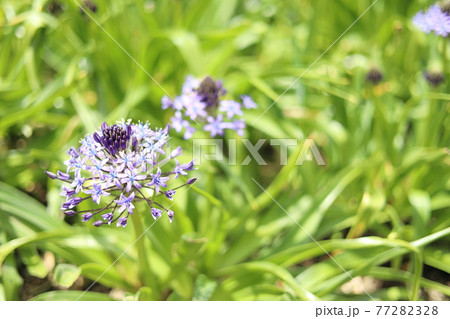 ゴウジャスなオオツルボ(シラー・ペルビアナ) 77282328