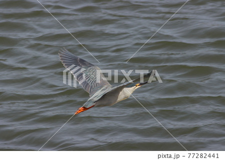 《平塚市相模川》ゴイサギ 77282441