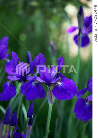 アヤメ 77282449