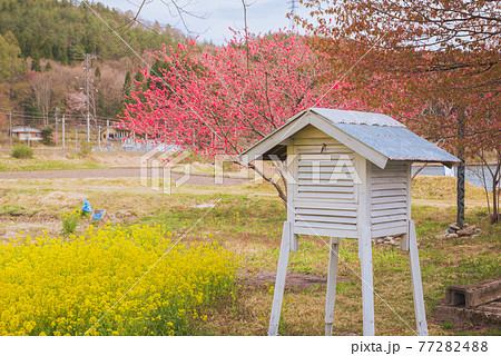 百葉箱と菜の花と花桃【木崎湖畔】 百葉箱と菜の花と花桃【木崎湖畔】 77282488