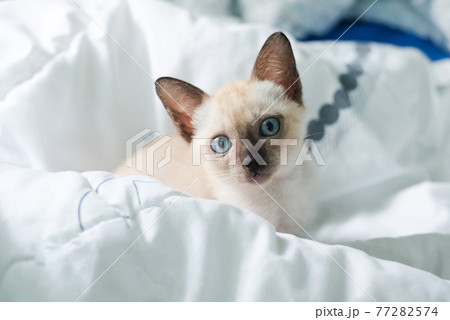 Kitten sleep on the bed with copy space, siamese cat. 77282574