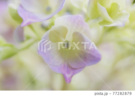 淡い紫のアジサイ 淡い緑とアジサイ あじさい パープルの写真素材 淡い紫のアジサイ 淡い緑とアジサイ あじさい パープルの写真素材