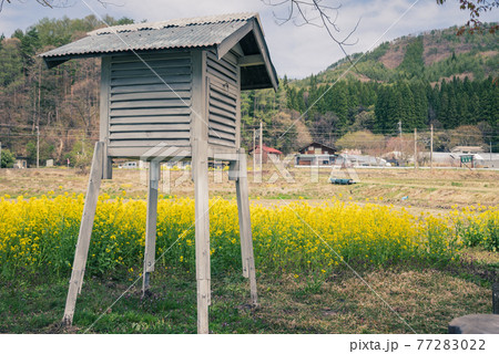百葉箱と菜の花【木崎湖畔】 77283022