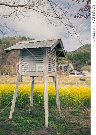 百葉箱と菜の花【木崎湖畔】 百葉箱と菜の花【木崎湖畔】 77283025