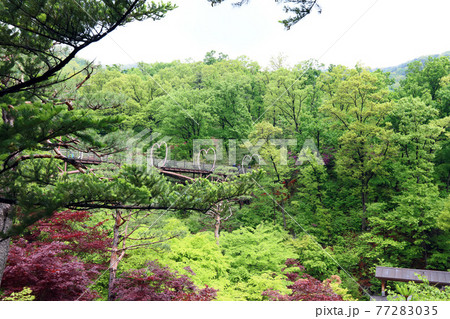 ガーデン 庭園 スポット 77283035