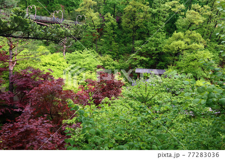 ガーデン 庭園 スポット 77283036
