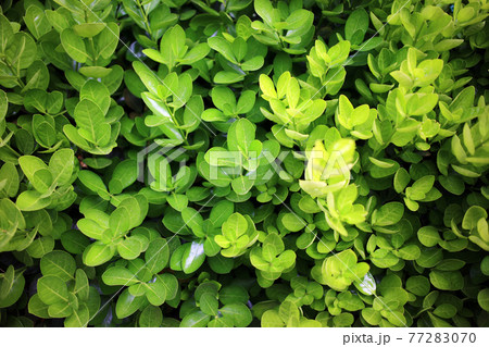 緑 緑色 背景 77283070
