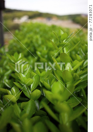 緑 緑色 背景 77283071
