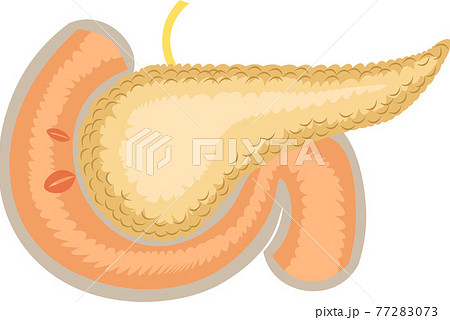 膵臓 簡易 イラストのイラスト素材 7773