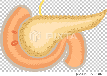 膵臓 簡易 イラストのイラスト素材 7773