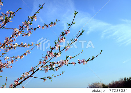 空 花 万 77283084