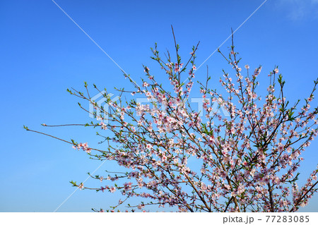 空 花 万 77283085