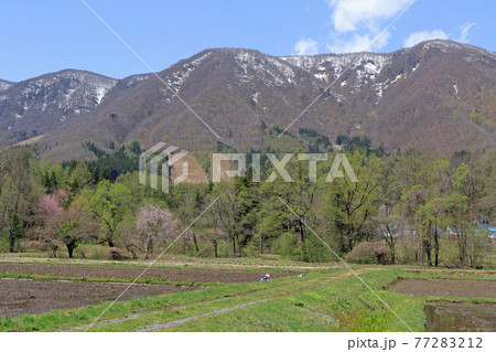 白馬村 山麓の春 白馬村 山麓の春 77283212