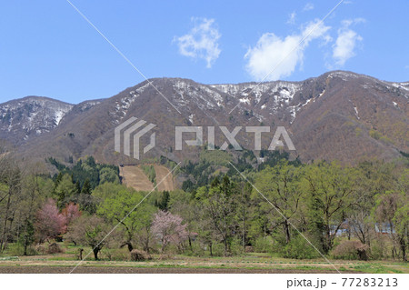 白馬村　山麓の春 77283213
