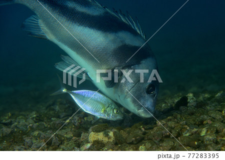 シマアジとコショウダイ 77283395