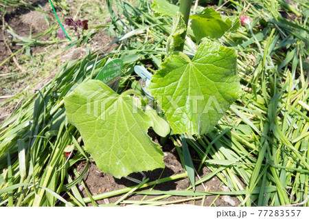 5月の家庭菜園 定植したキュウリの苗 の写真素材