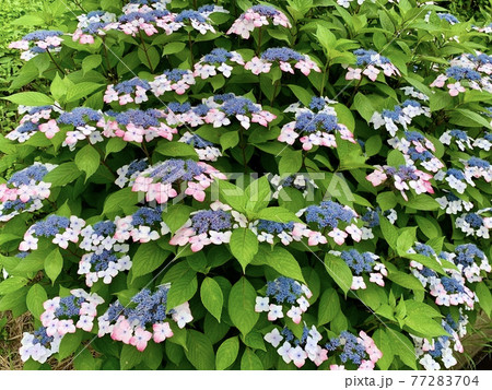 満開の紫陽花(ガクアジサイ)〈本光寺/愛知県幸田町〉 満開の紫陽花(ガクアジサイ)〈本光寺/愛知県幸田町〉 77283704