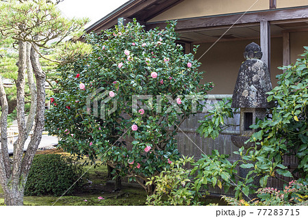 日本の庭の一隅　椿の咲く小庭　 77283715