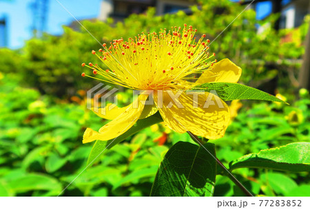 ヒペリカム カリシナムの花のある風景の写真素材