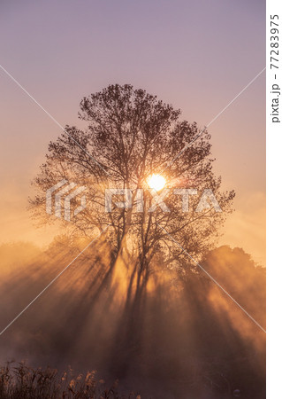 「埼玉県」見沼田んぼの朝霧の風景 77283975