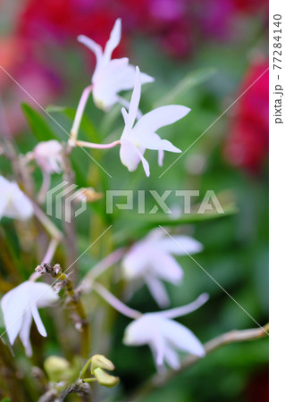 しらんの小さく綺麗な花「縦構図」 77284140