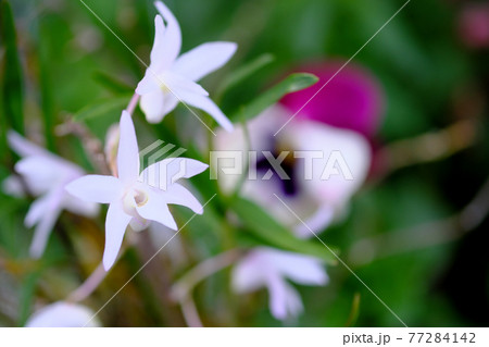可愛く開く白蘭の花 77284142