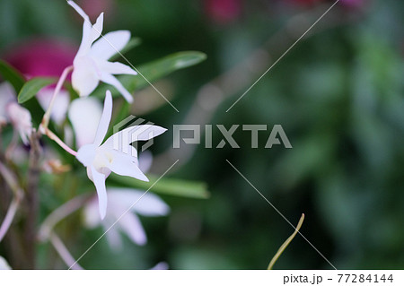 しらんの花の横顔 しらんの花の横顔 77284144