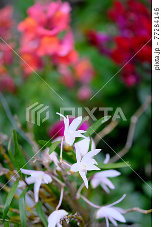 花畑に咲く白蘭のイメージ素材 77284146