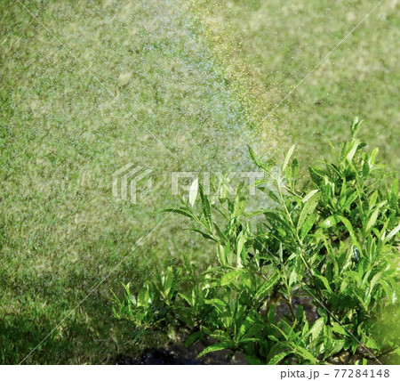 オリーブの木に架る虹 オリーブの木に架る虹 77284148