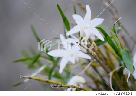 初夏を迎えた美しい白蘭の花 77284151