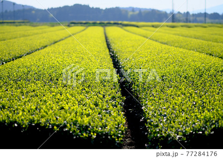 太陽の光を浴びる綺麗なお茶の葉 太陽の光を浴びる綺麗なお茶の葉 77284176