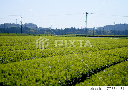 整列する美味しいお茶の葉っぱ 77284181