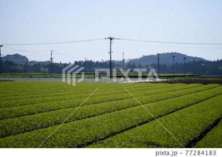 心が落ち着くのどかなお茶畑の風景 77284183
