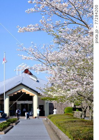 知覧平和公園の春の風景 知覧平和公園の春の風景 77284200