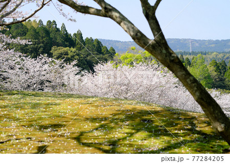 知覧平和公園の美しい春の景色 知覧平和公園の美しい春の景色 77284205