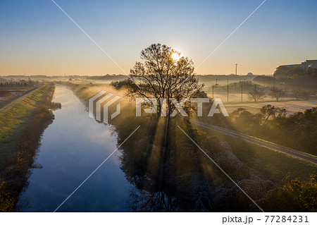 「埼玉県」見沼田んぼの朝霧の風景 77284231