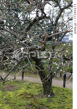 梅の花と岡山後楽園の写真素材