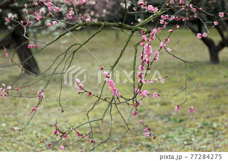 梅の花と岡山後楽園の写真素材