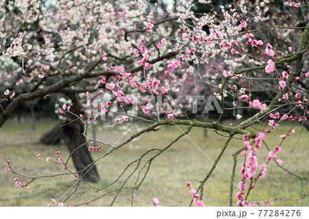 梅の花と岡山後楽園の写真素材