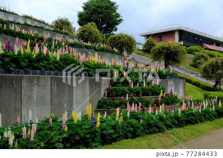 ルピナス庭園 【相模原市津久井 5月】 ルピナス庭園 【相模原市津久井 5月】 77284433