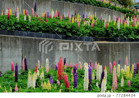 ルピナスの花壇 相模原市津久井 5月 の写真素材