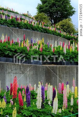 ルピナス庭園 【相模原市津久井 5月】 ルピナス庭園 【相模原市津久井 5月】 77284435