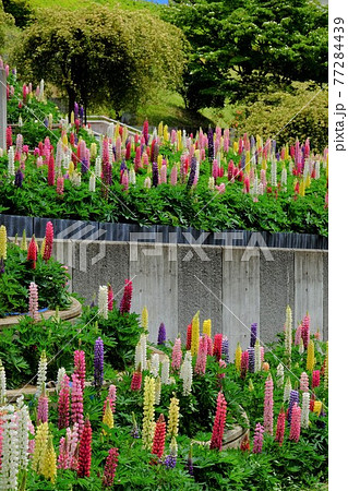 公園のルピナス　【相模原市津久井　5月】 77284439