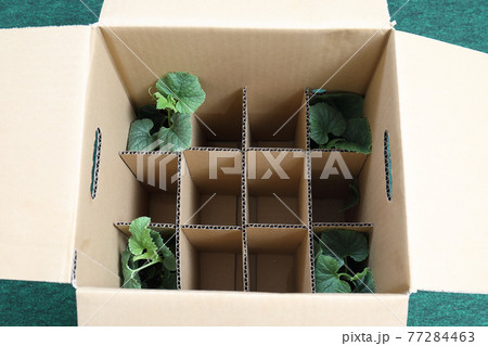 ネット通販で買った野菜苗 77284463