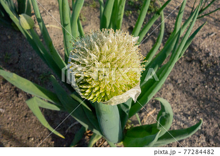 春の家庭菜園(大きくなりすぎたネギ坊主) 春の家庭菜園(大きくなりすぎたネギ坊主) 77284482