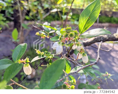 ブルーベリーの花 ブルーベリーの花 77284542
